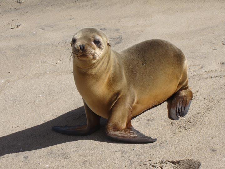 sea-lion-under-pier-hermosa