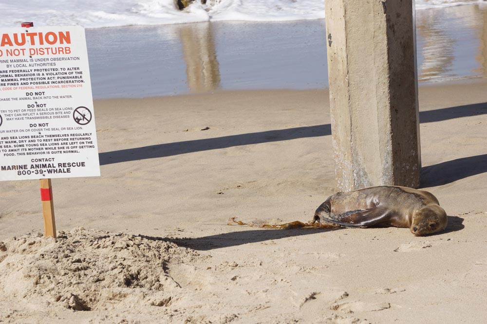 beached-sea-lion-pup-pier-hermosa