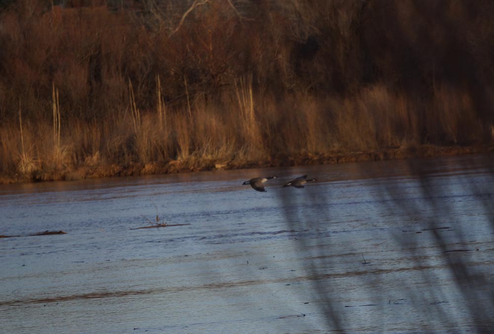 geese-rio-grande-abq