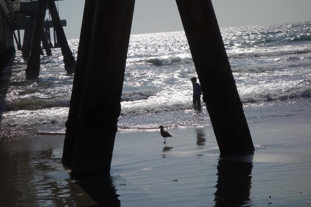 kid-and-gull-venice-pier