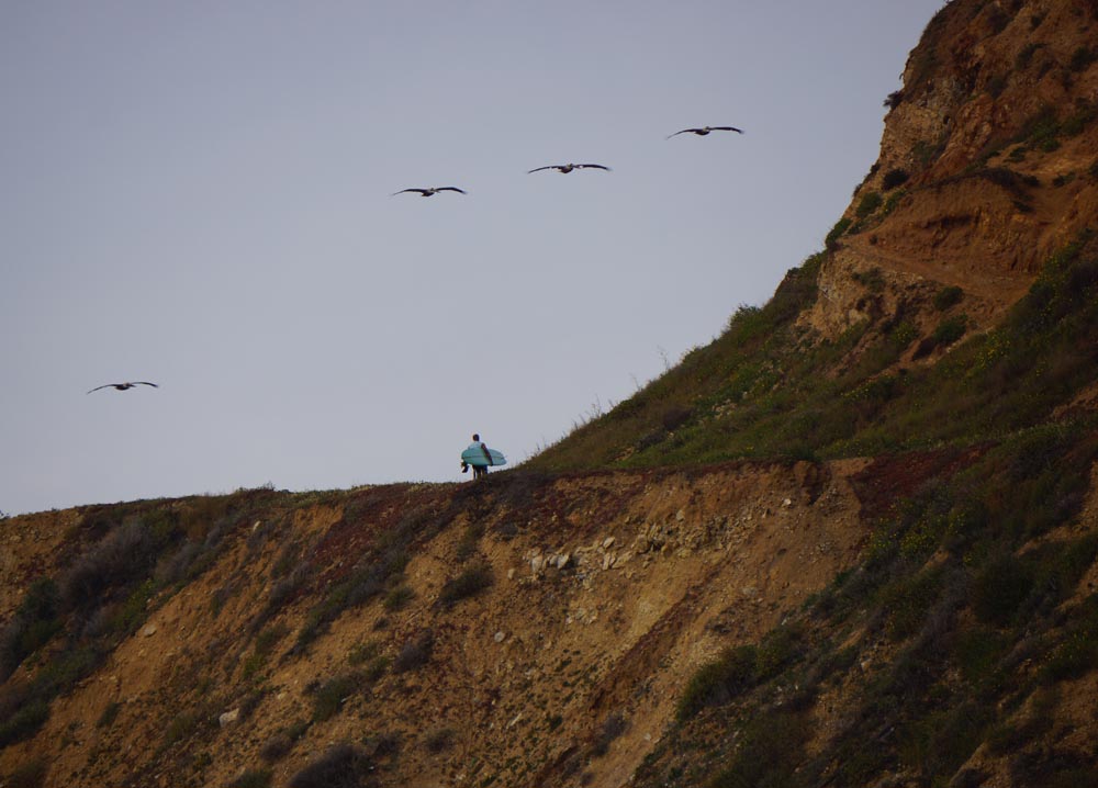 pelicans-departing-surfer-malaga