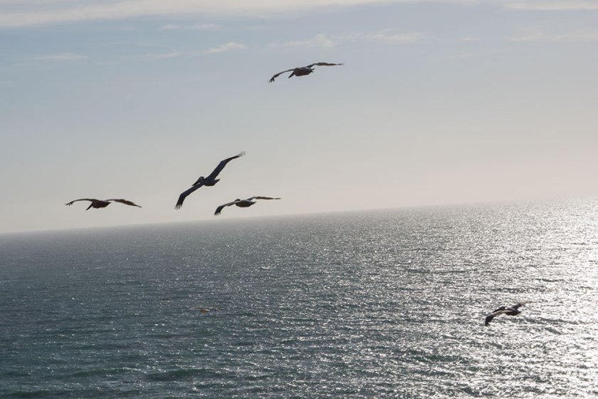 pelicans-over-palos-verdes