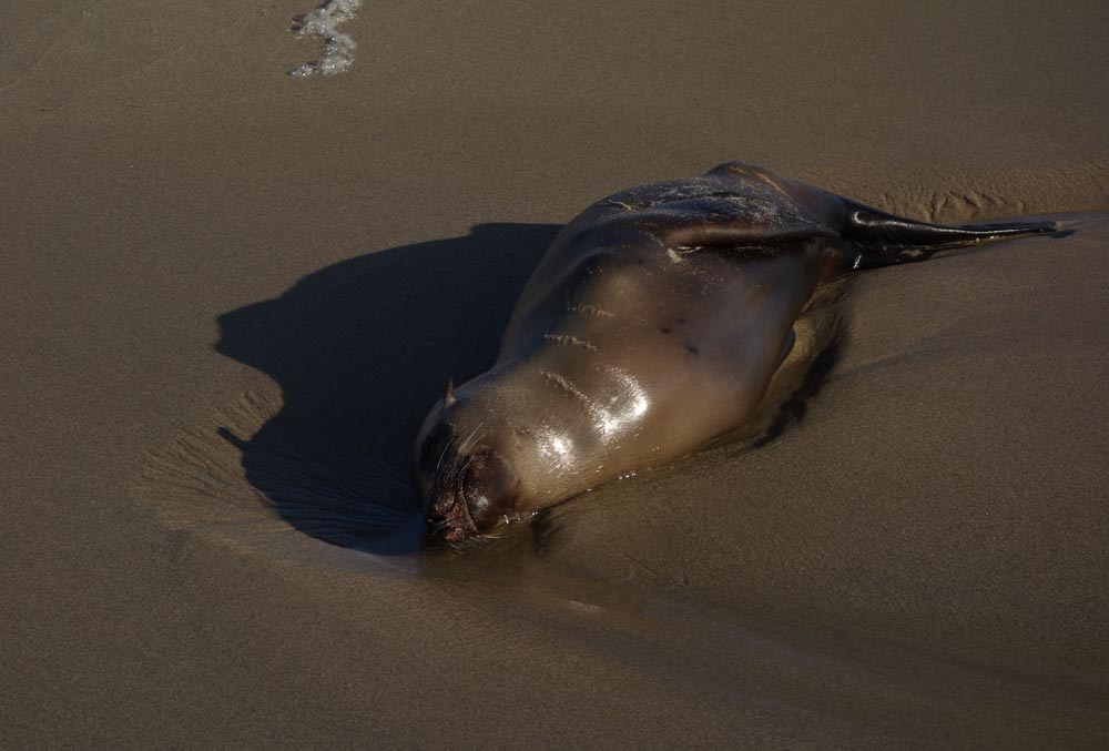 sea-lion-sunning-himself-herondo