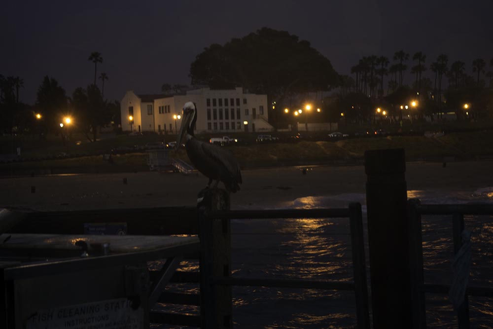 pelican-rainy-right-redondo-pier