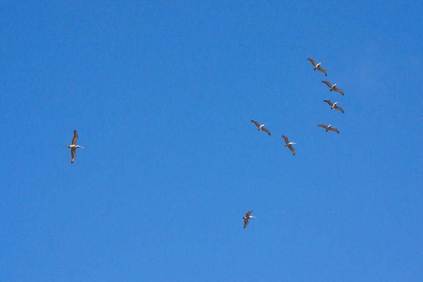 pelicans-over-palos-verdes-looking-up