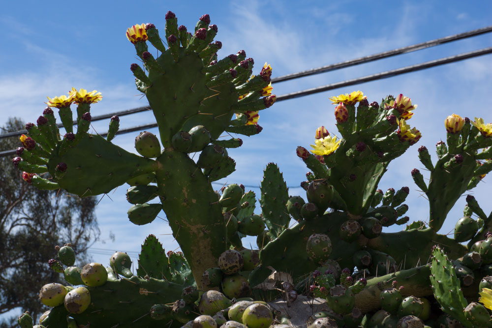 flowering-cactus-midday-sun