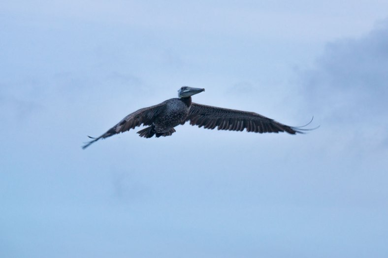 redondo-pelican-flying-above-pier