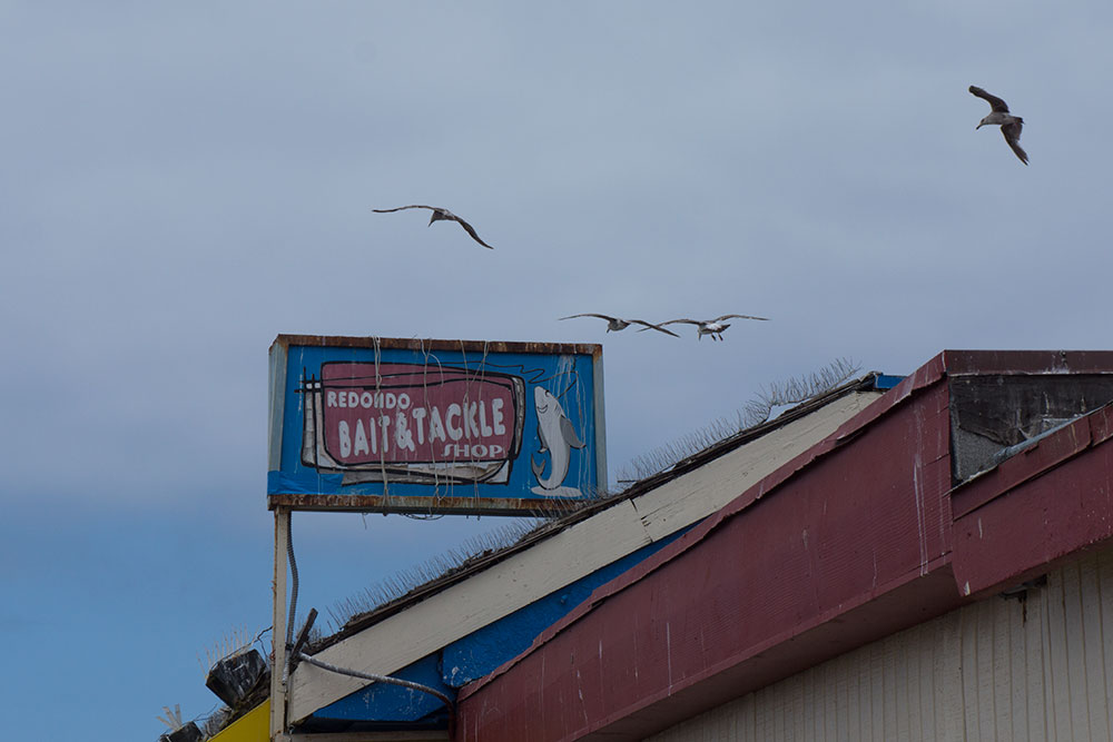 seagulls-bait-shop-pier