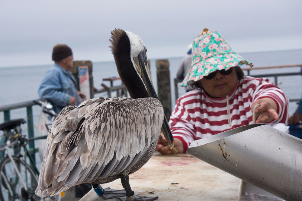 pelican-watching-fish-cutting-pier