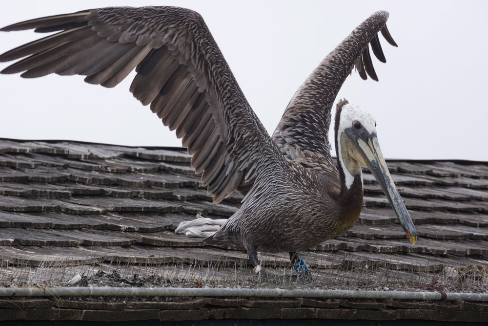 pelican-wings-spread-redondo-pier-tackle-roof