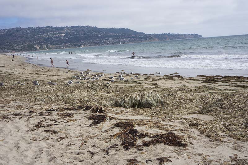 seaweed-sapphire-redondo