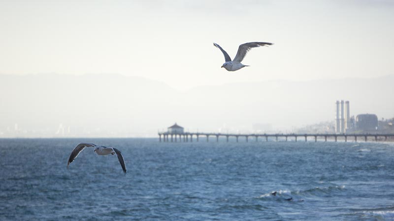 gulls-over-hermosa-early-evening