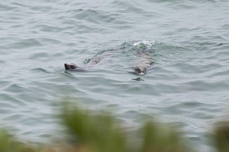 santa-cruz-sea-lions-aug