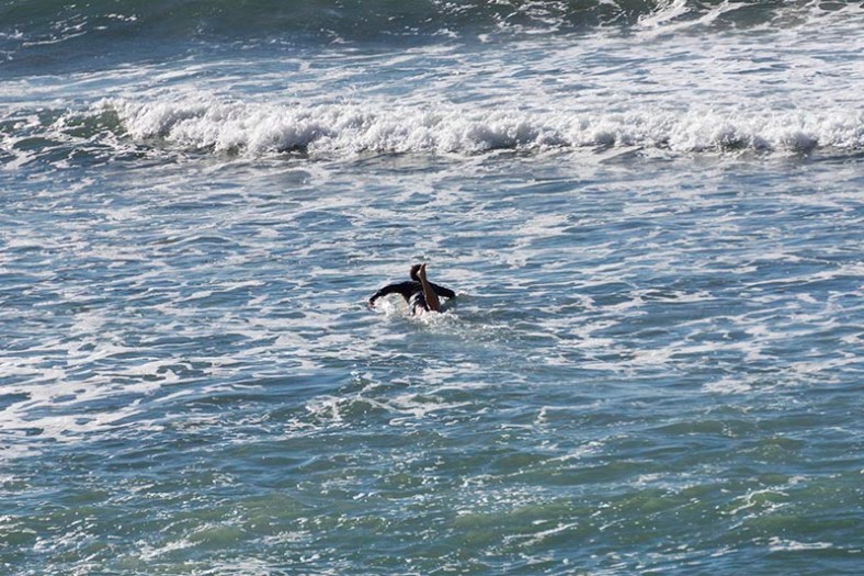 paddling-pv-late-oct-surfer