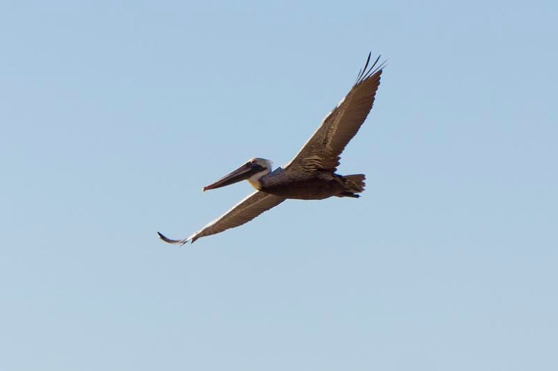 pelican-pv-late-oct-malaga