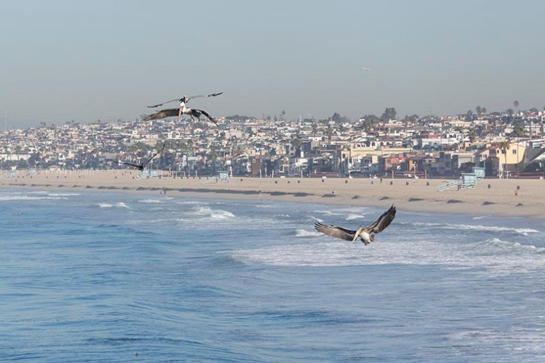 preparing-take-dive-pelicans-hermosa-oct