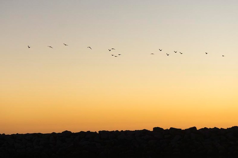 birds-above-jetty-king-harbor-nov