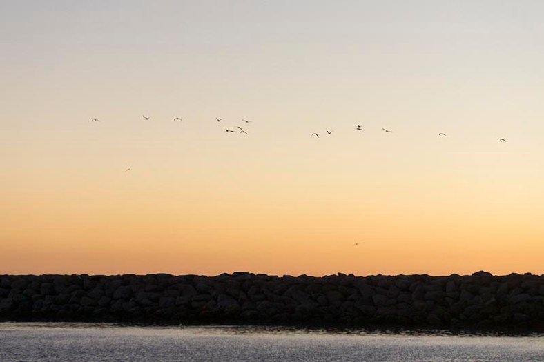 birds-flying-above-jetty-king-harbor-nov
