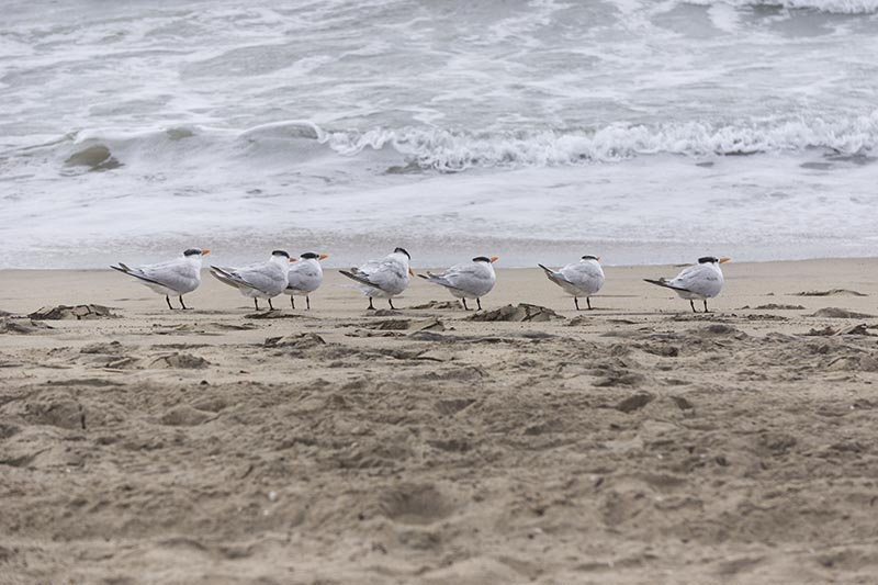 el-porto-gulls-nov-sun-cloudy