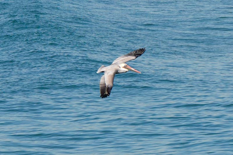 mb-pelican-ocean-nov