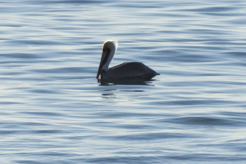 pelican-repose-hermosa-beach-nov