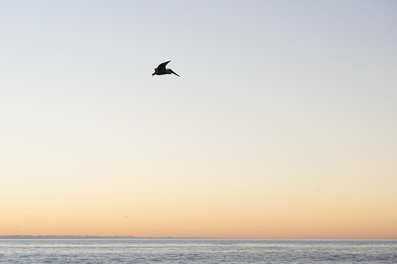 pelican-sunset-redondo-nov