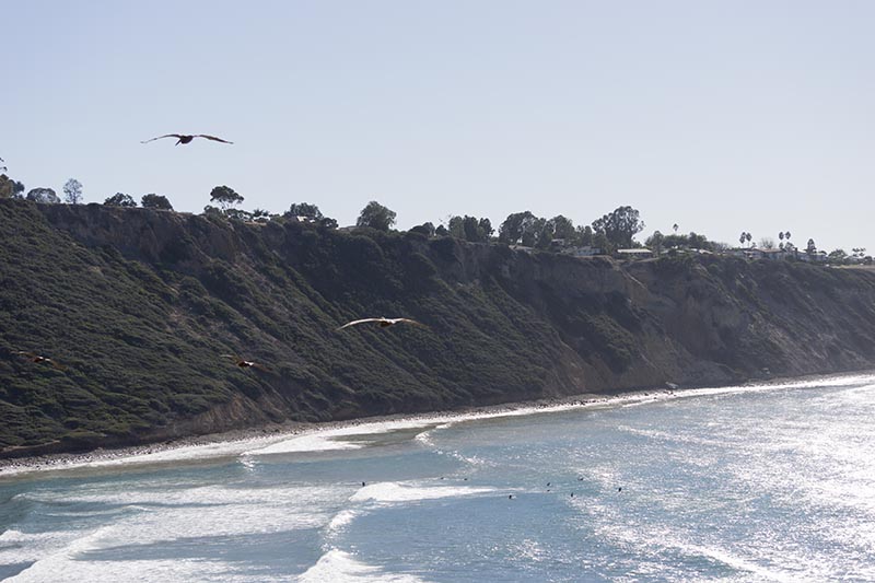 pelicans-over-shimmering-pv-cove-fall