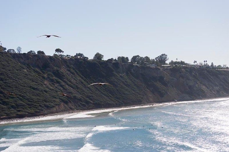 pelicans-over-shimmering-pv-cove-fall