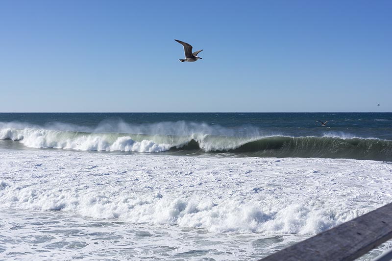 gulls-choppy-surf-hermosa-dec