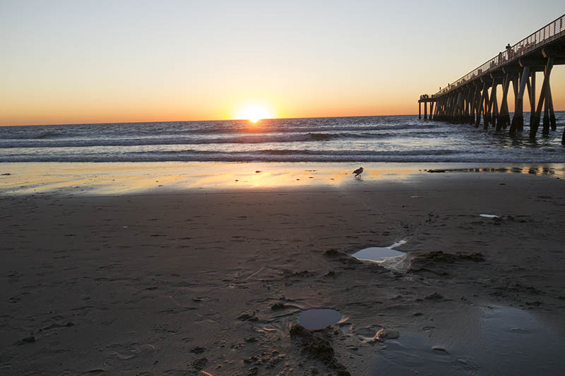 hermosa-sunset-bird-winter-pier