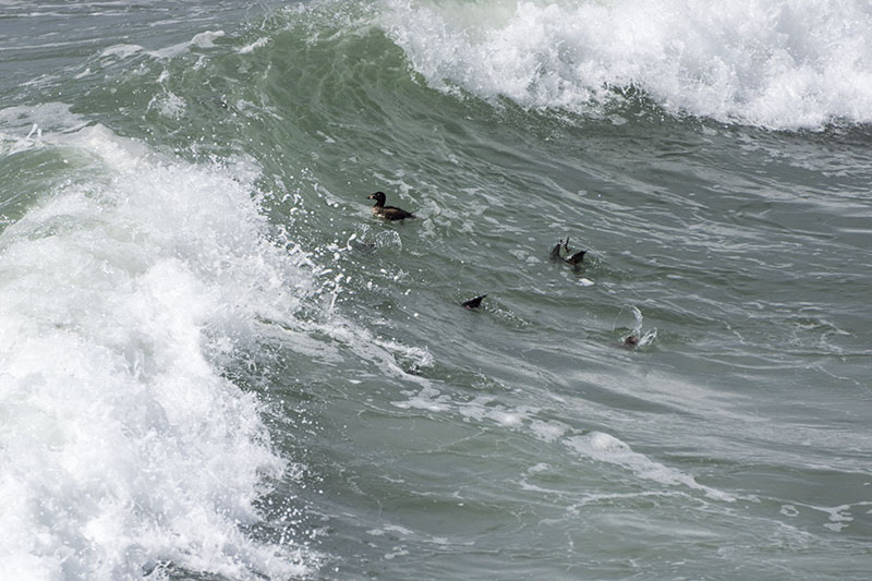 ducking-under-mb-pier-march-sunday