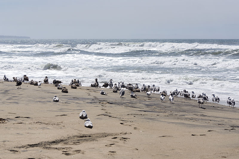 gulls-oily-sand-el-porto-march-morning