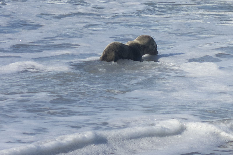sea-lion-pup-headed-back-water-redondo-march-morning