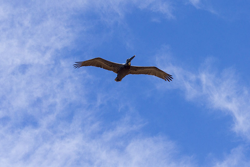 pelican-soaring-pv-april-afternoon