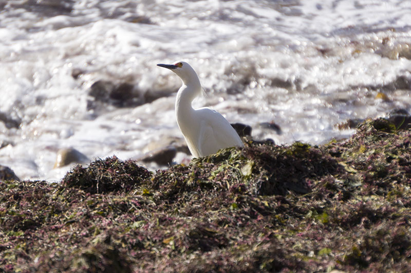 snowy-egret-seaweed-pv-cove-april