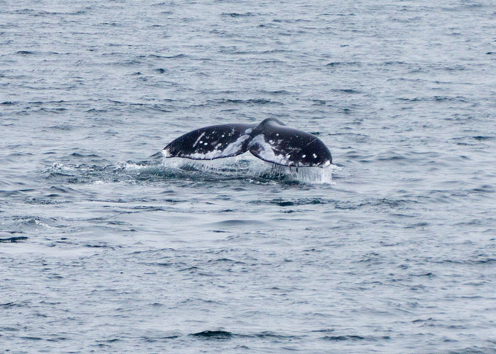 fluke-whale-tail-redondo-pier-may