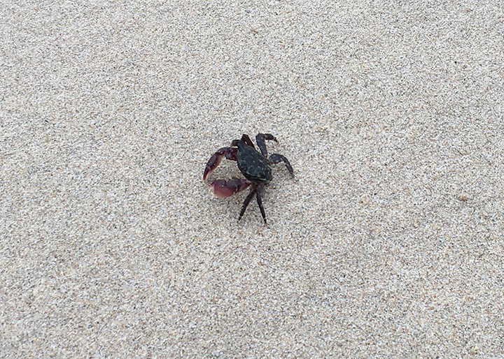 walking-sideways-hermosa-beach-crab