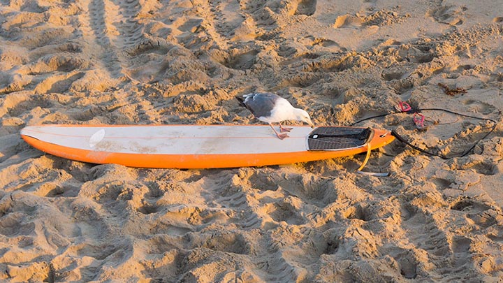 ready-for-ride-gull-board-hermosa-summer