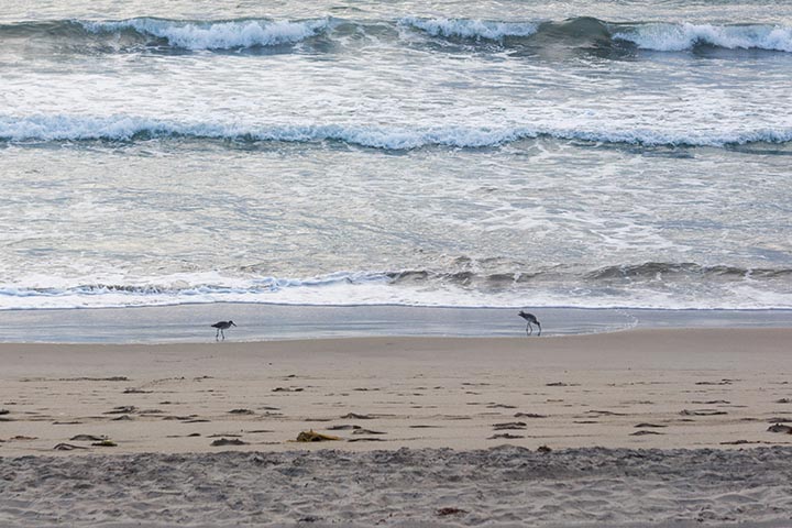 sandpipers-el-porto-sept