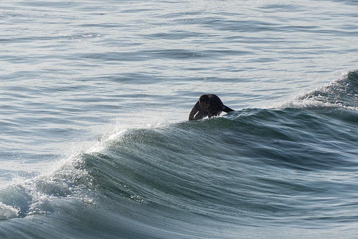 eye-on-the-wave-hermosa-oct